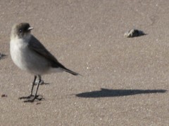 Dormilona cara negra/Dark-faced Ground-Tyrant