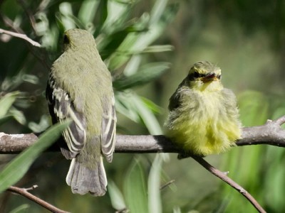 Suirirí amarillo/Yellow-browed Tyrant