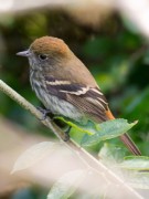 Viudita pico celesteH/Blue-billed Black-TyrantF