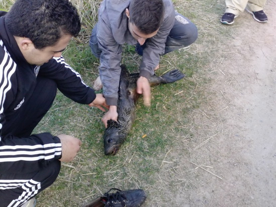 Al rescate/To the rescue