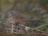 Canastero coludo/Sharp-billed Canastero