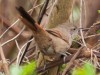 Canastero coludo/Sharp-billed Canastero