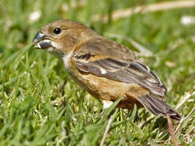 Corbatita dominóH/Rusty-collared SeedeaterF