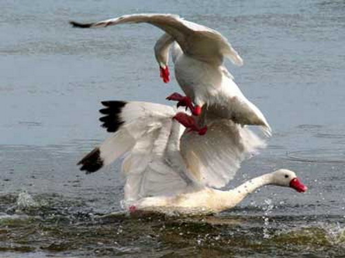 Coscorobas/Coscoroba Swans Coscorobas/Coscoroba Swans