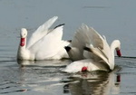 Coscorobas/Coscoroba Swans