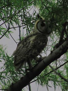 Lechuzón orejudo/Striped Owl