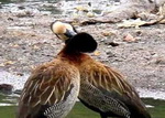 Sirirí pampa/White.faced Whistling Duck