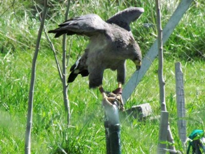 Águila coronada/Crowned Eagle