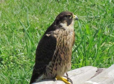 Halcón peregrino/Peregrine Falcon