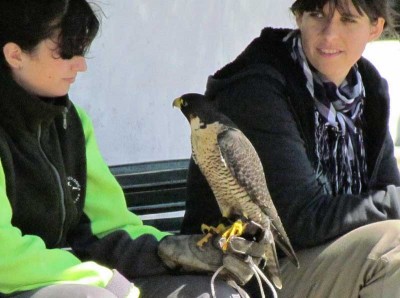 Halcón peregrino/Peregrine Falcon