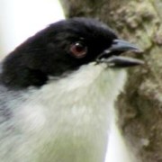 Monterita cabeza negra/Black-capped Warbling-Finch