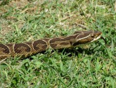 Yarará grande/Urutu Pit Viper