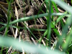 Yarará grande/Urutu Pit Viper