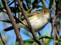 Barullero/Tawny-crowned Pygmy-Tyrant