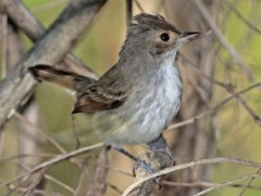 Barullero/Tawny-crowned Pygmy-Tyrant