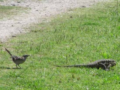 Calandria y lagarto/Mockinbird and lizard