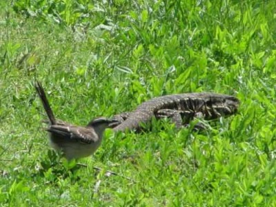 Calandria y lagarto/Mockinbird and lizard