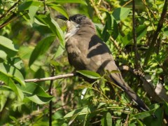 Cuclillo canela/Dark-billed Cuckoo