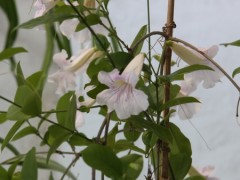 Dama del monte/Lavander trumpet vine