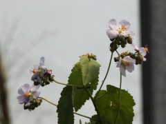 Malva celeste/Blue heliotrope