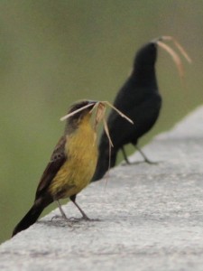 Varillero negroP/Unicolored BlackbirdP