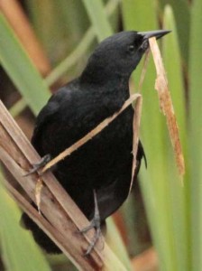 Varillero negro/Unicolored Blackbird