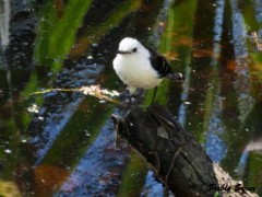 Viudita blanca/Black-backed Water-Tyrant