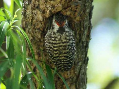 Carpintero bataraz chicoR/Checkered WoodpeckerB