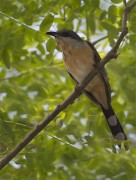 Cuclillo canela/Dark-billed Cuckoo