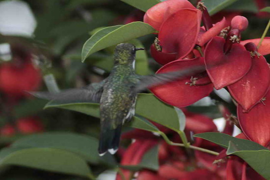Picaflor garganta blanca/White-throated Hummingbird