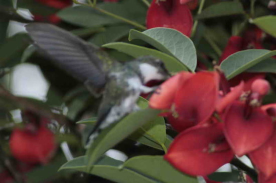 Picaflor garganta blanca/White-throated Hummingbird