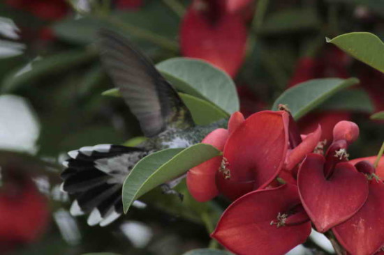 Picaflor garganta blanca/White-throated Hummingbird