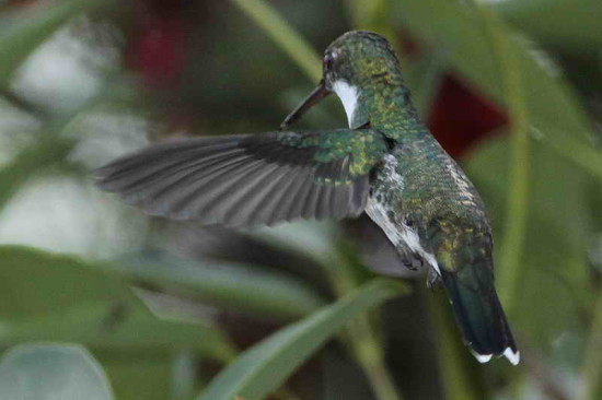 Picaflor garganta blanca/White-throated Hummingbird