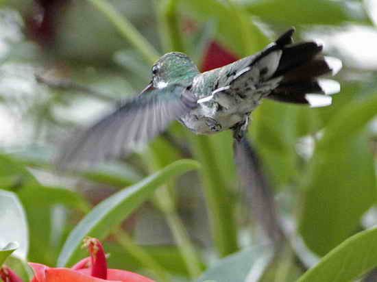 Picaflor garganta blanca/White-throated Hummingbird