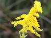 Vara de oro/Goldenrod