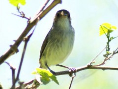 Barullero/Tawny-crowned Pygmy-Tyrant