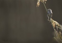 Carpinterito comunH/White-barred PiculetF