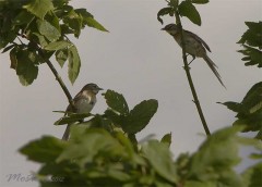 Chotoy/Chotoy Spinetail