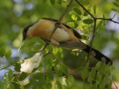 Cuclillo canela/Coccyzus melacoryphus