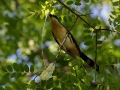 Cuclillo canela/Coccyzus melacoryphus