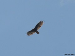 Jote cabeza colorada/Turkey Vulture