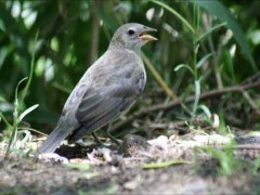 tordo-sietevestidosP/Cowbird/Warbling-FinchP