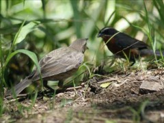 tordo-sietevestidosP/Cowbird/Warbling-FinchP