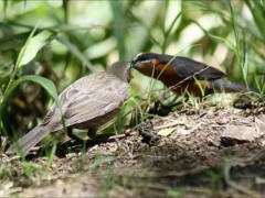 tordo-sietevestidosP/Cowbird/Warbling-FinchP