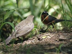 tordo-sietevestidosP/Cowbird/Warbling-FinchP