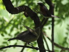 tordo-sietevestidosP/Cowbird/Warbling-FinchP