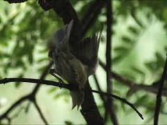 tordo-sietevestidosP/Cowbird/Warbling-FinchP