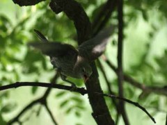 tordo-sietevestidosP/Cowbird/Warbling-FinchP