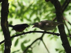 tordo-sietevestidosP/Cowbird/Warbling-FinchP