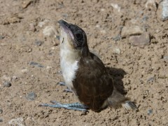 Cuclillo canelaC/Dark-billed CuckooC